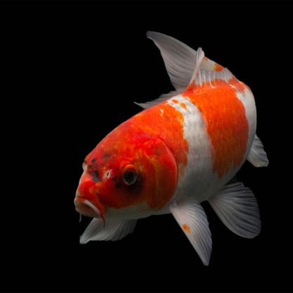 Cyprinus carpio – Koi Red and White 10cm - Ψάρια Γλυκού