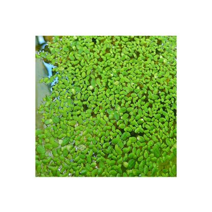 SonGrow Lemna sp. (Duckweed) cup 125 ml - Φυτά για Ενυδρεία