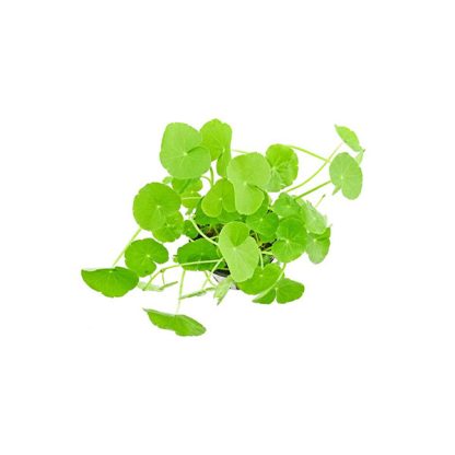 SonGrow Hydrocotyle leucocephala - Φυτά για Ενυδρεία