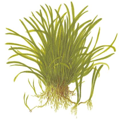 Tropica Lilaeopsis Brasiliensis 1-2 Grow - Φυτά για Ενυδρεία