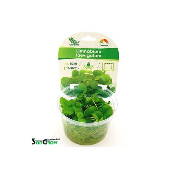 Limnobium laevigatum - vitro 100 ml
