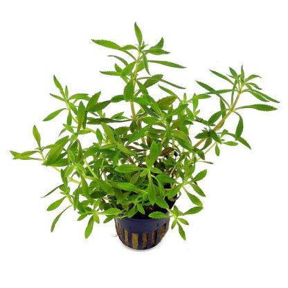 Tropica Limnophila hippuridoides Potted - Sales