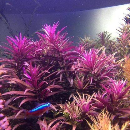 Tropica Limnophila hippuridoides Potted - Φυτά για Ενυδρεία