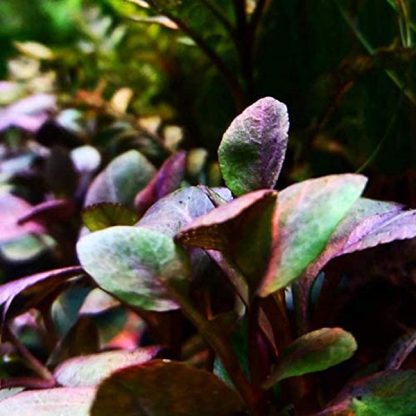 Tropica Lobelia cardinals - Sales