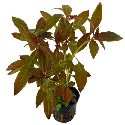 Tropica Ludwigia Glandulosa Potted - Sales