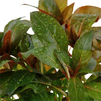 Tropica Ludwigia Glandulosa Potted - Φυτά για Ενυδρεία