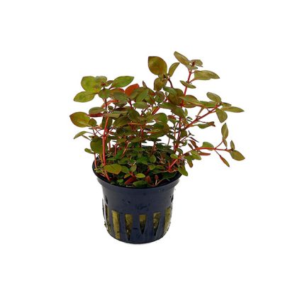 SonGrow Ludwigia sp. Super Red – Pot - Φυτά για Ενυδρεία