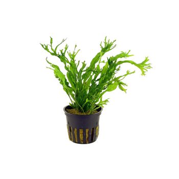 SonGrow Microsorum Windelov (crisped leaves) – Mother plant - ΦΥΤΑ