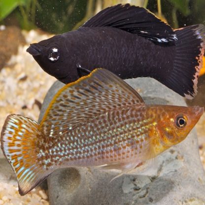 Poecilia latipinna Pair - Molly sailfin assorted pair