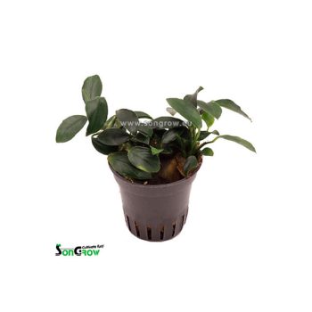 SonGrow Anubias nana bonsai – Pot - Φυτά για Ενυδρεία