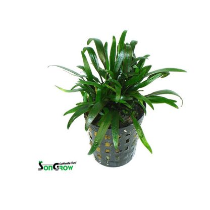 SonGrow Cryptocoryne parva - Φυτά για Ενυδρεία