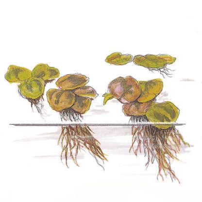 Tropica Phyllanthus fluitans 1-2-Grow! - Φυτά για Ενυδρεία