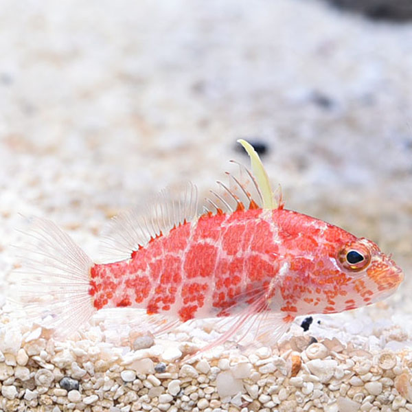 Plectranthias inermis -Geometric flame basslet 1 Plectranthias inermis -Geometric flame basslet