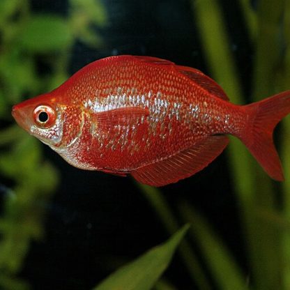 Glossolepis incisus-Red Rainbow 7-9cm - Ψάρια Γλυκού