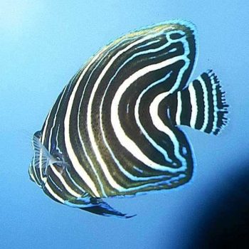 Pomacanthus semicirculatus (Juv) S - Semicircle Angelfish