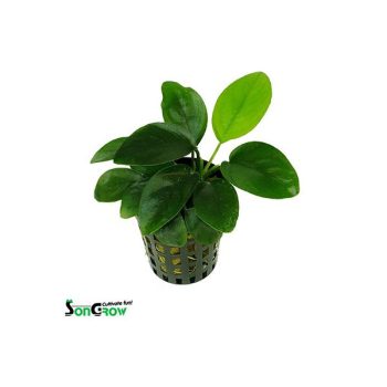 SonGrow Anubias nana - Φυτά για Ενυδρεία