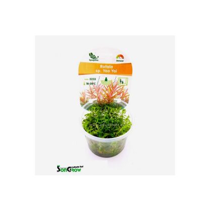 SonGrow Rotala sp. Yao Yai – Epaqvitro 100 ml cup - Φυτά για Ενυδρεία