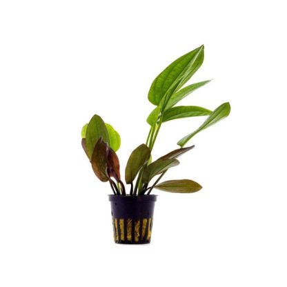 Tropica Echinodorus “Barthii” Potted - Φυτά για Ενυδρεία