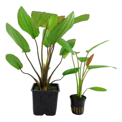 Tropica Echinodorus “Barthii” Potted - Φυτά για Ενυδρεία