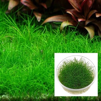 Tropica Eleocharis pusilla  mini1-2-Grow! - Φυτά για Ενυδρεία