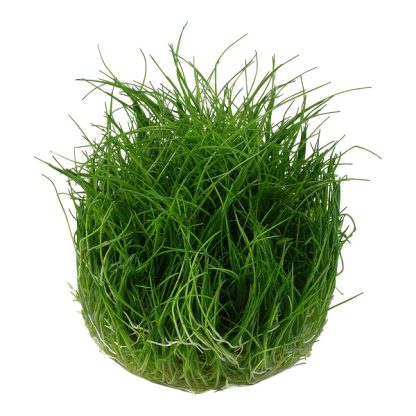 Tropica Eleocharis pusilla  mini1-2-Grow! - Φυτά για Ενυδρεία
