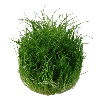 Tropica Eleocharis pusilla 1-2-Grow! - Φυτά για Ενυδρεία