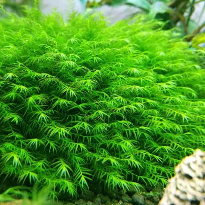 Tropica  Fissidens Fontanus Portion - Sales