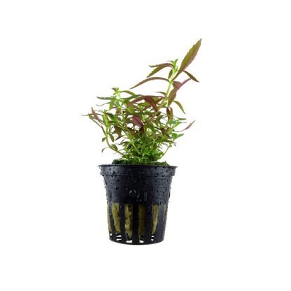 Tropica Limnophila hippuridoides Potted - Φυτά για Ενυδρεία