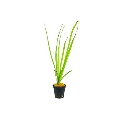 SonGrow Vallisneria spiralis (not rooted) -Pot - Φυτά για Ενυδρεία