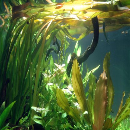 Tropica Vallisneria Gigantea - Φυτά για Ενυδρεία