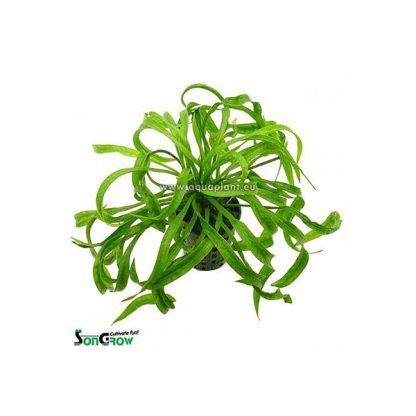 SonGrow Echinodorus Vesuvius (sp. tortifolia) - Φυτά για Ενυδρεία