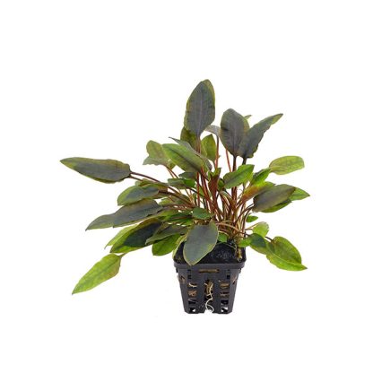 SonGrow Cryptocoryne lutea – Pot - Φυτά για Ενυδρεία
