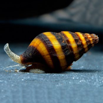 Clea helena – Assassin Snail 2 cm - Sales