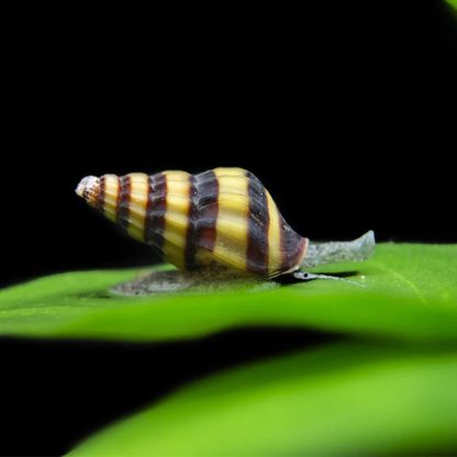 Clea helena – Assassin Snail 2 cm - Ασπόνδυλα Γλυκού