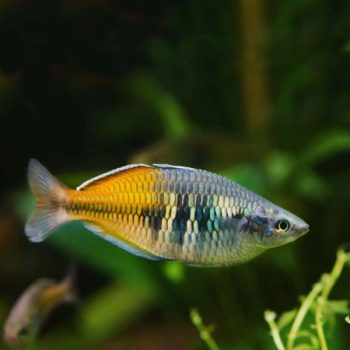 Melanotaenia boesemani - Boeseman'S Rainbowfish 7cm