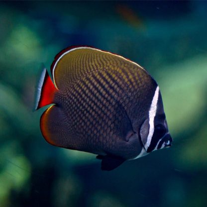 Chaetodon collare M - Redtail Butterflyfish
