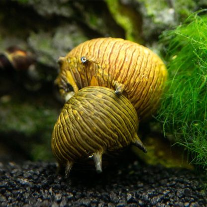 Clithon donovani – Sun Thorn Nerite Snail - Ασπόνδυλα Γλυκού