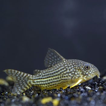 Corydoras sterbai – Corydoras Sterbai  2.5cm - Ψάρια Γλυκού
