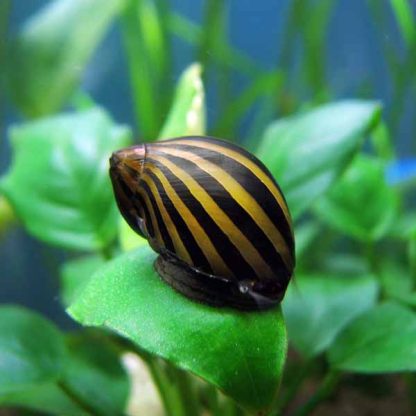 Neritina natalensis-Zebra Snail 2 cm - Ασπόνδυλα Γλυκού