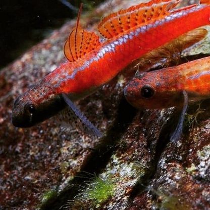 Stiphodon annieae – Annie’s Goby 3 cm - Ψάρια Γλυκού