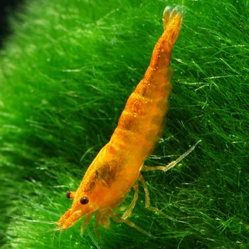 Neocaridina davidi – Orange Fire Shrimp - Ασπόνδυλα Γλυκού