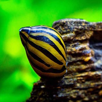 Neritina natalensis-Zebra Snail 2 cm - Ασπόνδυλα Γλυκού