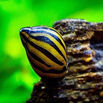 Neritina natalensis-Zebra Snail 2 cm - Sales