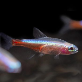 Paracheirodon axelrodi - Cardinal Tetra Albino Purple eye