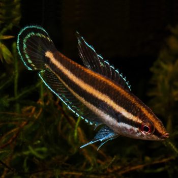 Parosphormenus sentang