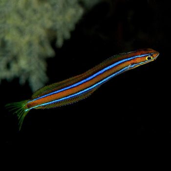 Plagiotremus rhinorhyncus – Bluestripe Fangblenny - Ψάρια Θαλασσινού