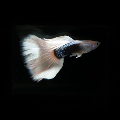 Poecilia reticulata – Guppy HB Pastel - Ψάρια Γλυκού