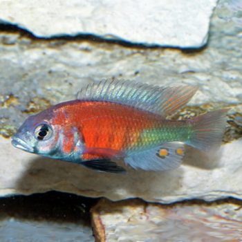 Ptyochromis hippo - Hippo Point Salmon Cichlid