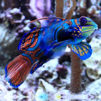 Synchiropus splendidus – Mandarin Dragonet Blue Fin - Ψάρια Θαλασσινού