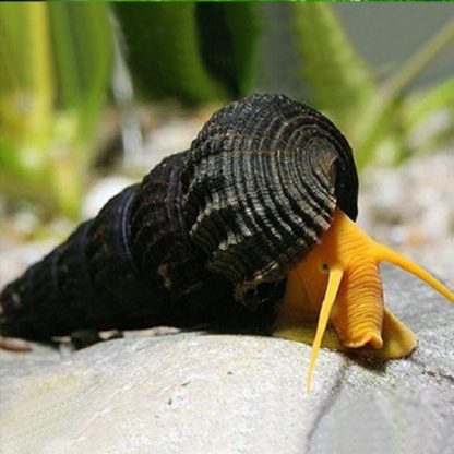 Tylomelania sp – Orange Volcano Snail - Ασπόνδυλα Γλυκού